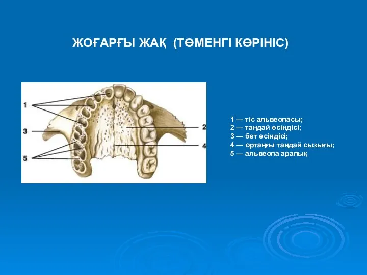 1 — тіс альвеоласы; 2 — таңдай өсіндісі; 3 — бет