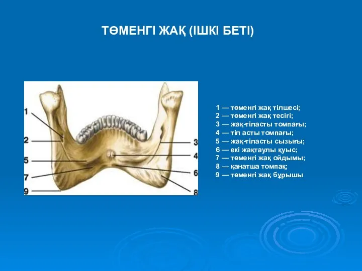 1 — төменгі жақ тілшесі; 2 — төменгі жақ тесігі; 3