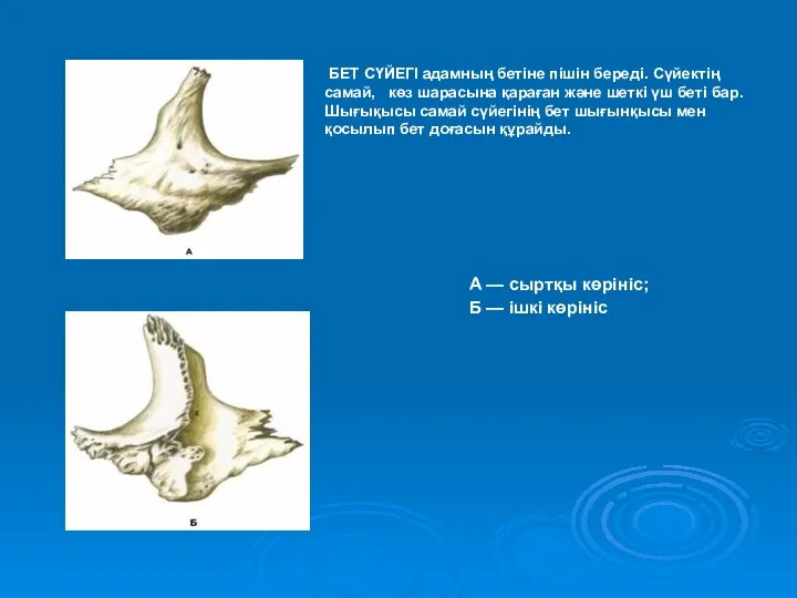 А — сыртқы көрініс; Б — ішкі көрініс БЕТ СҮЙЕГІ адамның
