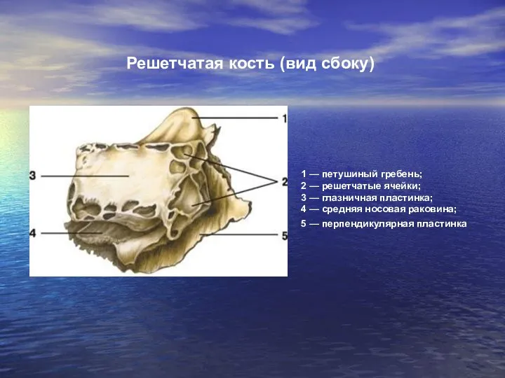 1 — петушиный гребень; 2 — решетчатые ячейки; 3 — глазничная