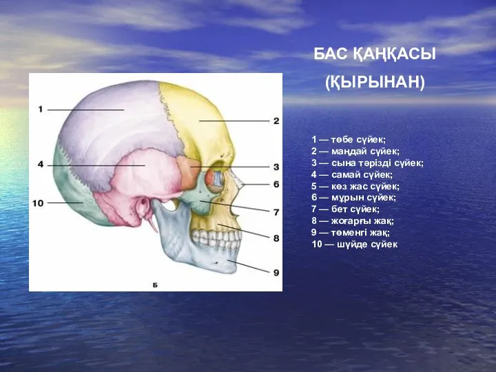 1 — төбе сүйек; 2 — маңдай сүйек; 3 — сына