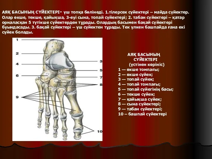 АЯҚ БАСЫНЫҢ СҮЙЕКТЕРІ (үстінен көрініс) 1 — өкше томпағы; 2 —