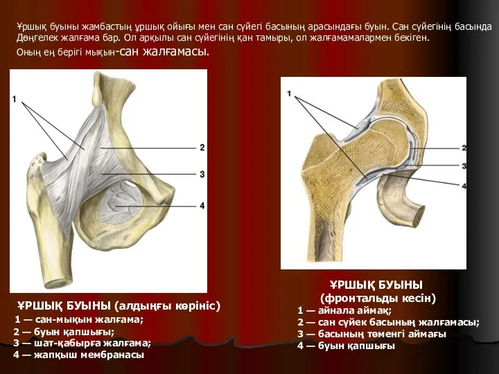 ҰРШЫҚ БУЫНЫ (алдыңғы көрініс) 1 — сан-мықын жалғама; 2 — буын