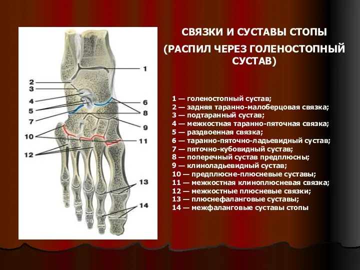 1 — голеностопный сустав; 2 — задняя таранно-малоберцовая связка; 3 —