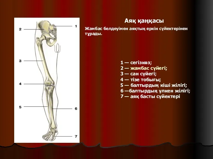 1 — сегізкөз; 2 — жамбас сүйегі; 3 — сан сүйегі;