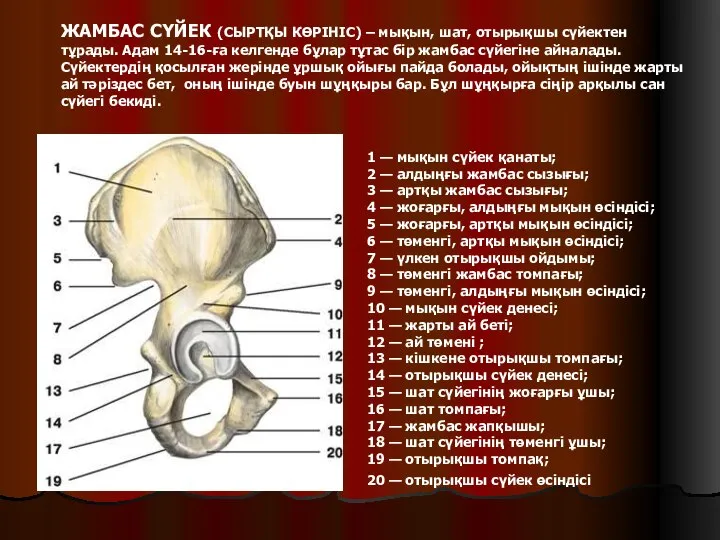 1 — мықын сүйек қанаты; 2 — алдыңғы жамбас сызығы; 3