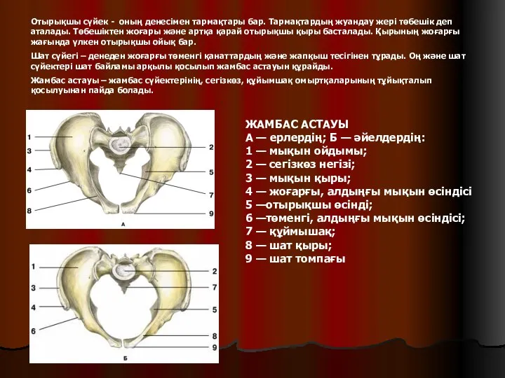 ЖАМБАС АСТАУЫ А — ерлердің; Б — әйелдердің: 1 — мықын