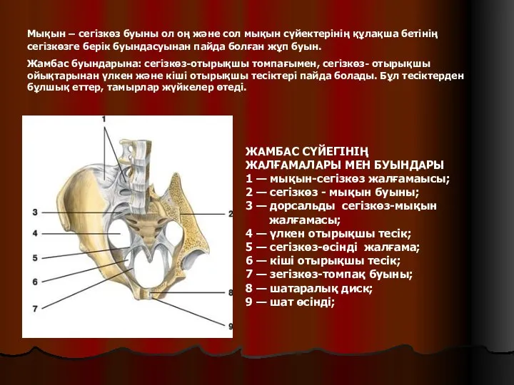 ЖАМБАС СҮЙЕГІНІҢ ЖАЛҒАМАЛАРЫ МЕН БУЫНДАРЫ 1 — мықын-сегізкөз жалғамаысы; 2 —