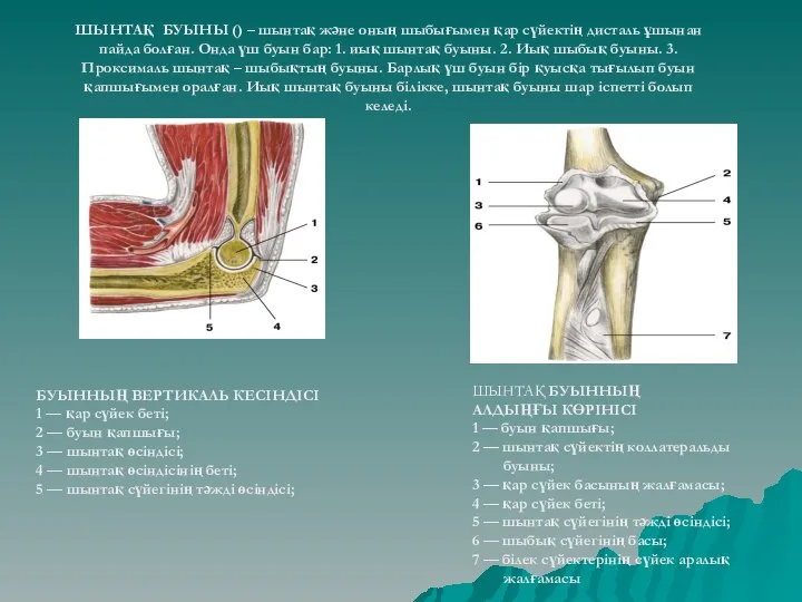 БУЫННЫҢ ВЕРТИКАЛЬ КЕСІНДІСІ 1 — қар сүйек беті; 2 — буын