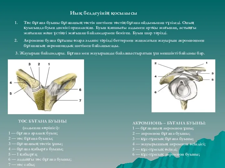 ТӨС БҰҒАНА БУЫНЫ (алдынан көрінісі): 1 — бұғана аралық буын; 2