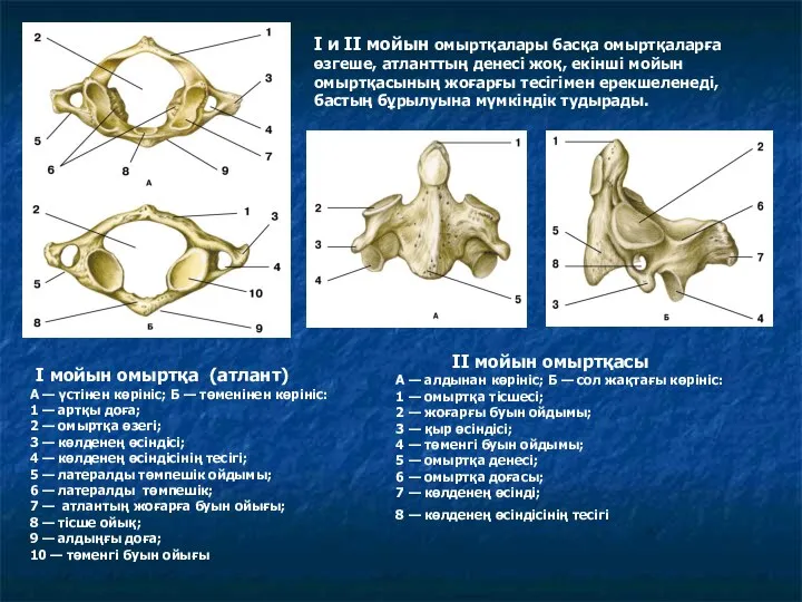 I мойын омыртқа (атлант) А — үстінен көрініс; Б — төменінен