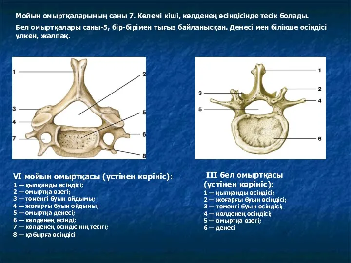 VI мойын омыртқасы (үстінен көрініс): 1 — қылқанды өсіндісі; 2 —
