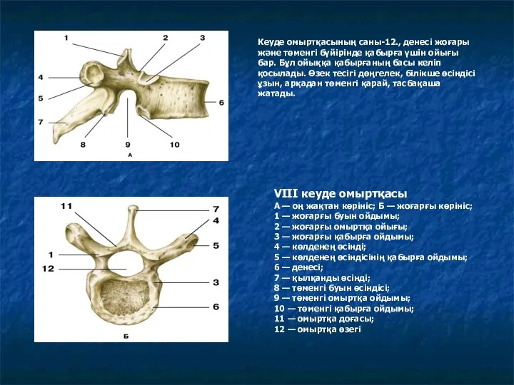 VIII кеуде омыртқасы А — оң жақтан көрініс; Б — жоғарғы