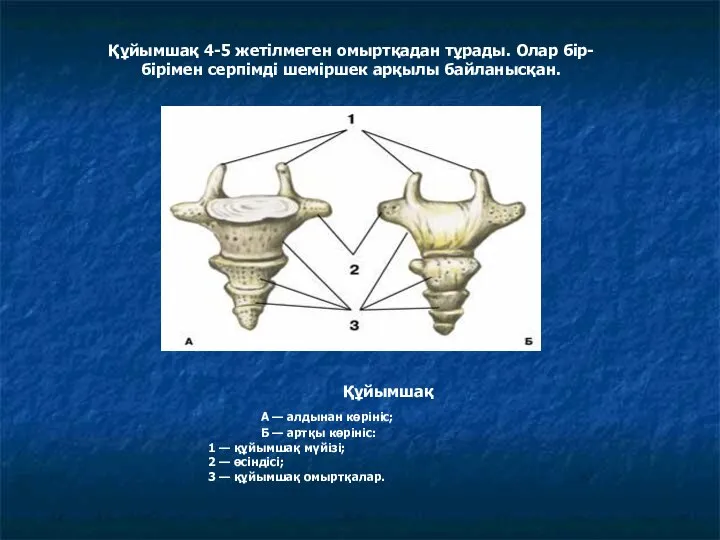 Құйымшақ А — алдынан көрініс; Б — артқы көрініс: 1 —