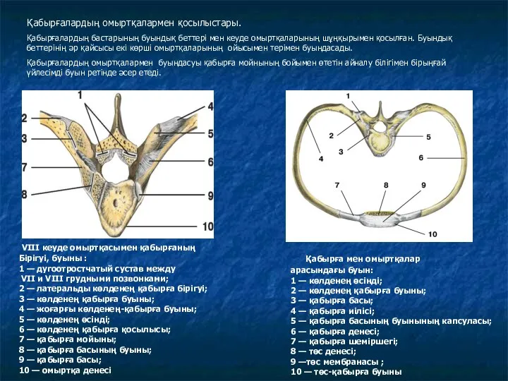 VIII кеуде омыртқасымен қабырғаның Бірігуі, буыны : 1 — дугоотростчатый сустав