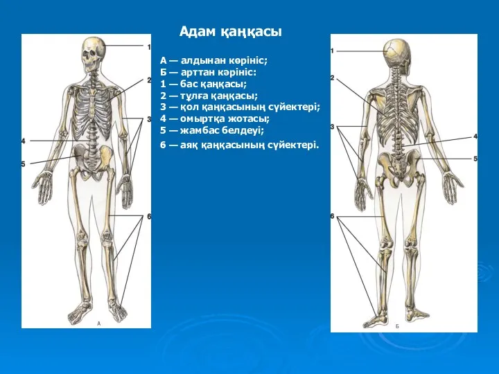 Адам қаңқасы А — алдынан көрініс; Б — арттан кәрініс: 1