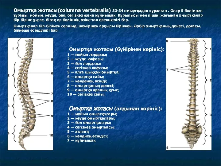 Омыртқа жотасы (бүйірінен көрініс): 1 — мойын лордозы; 2 — кеуде