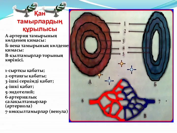 Қан тамырлардың құрылысы А-артерия тамырының көлденең қимасы: Б-вена тамырының көлденең қимасы: