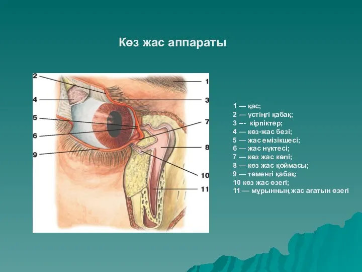 1 — қас; 2 — үстіңгі қабақ; 3 --- кірпіктер; 4