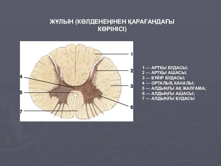 1 — АРТҚЫ БУДАСЫ; 2 — АРТҚЫ АШАСЫ; 3 — БҮЙІР