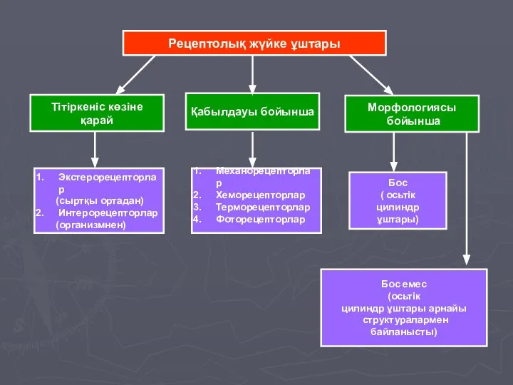 Рецептолық жүйке ұштары Тітіркеніс көзіне қарай Қабылдауы бойынша Морфологиясы бойынша Экстерорецепторлар