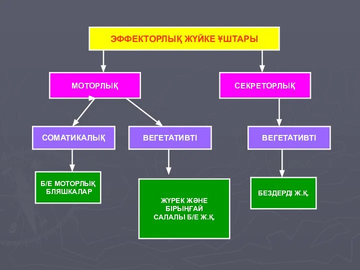 ЭФФЕКТОРЛЫҚ ЖҮЙКЕ ҰШТАРЫ МОТОРЛЫҚ СЕКРЕТОРЛЫҚ СОМАТИКАЛЫҚ ВЕГЕТАТИВТІ ВЕГЕТАТИВТІ Б/Е МОТОРЛЫҚ БЛЯШКАЛАР