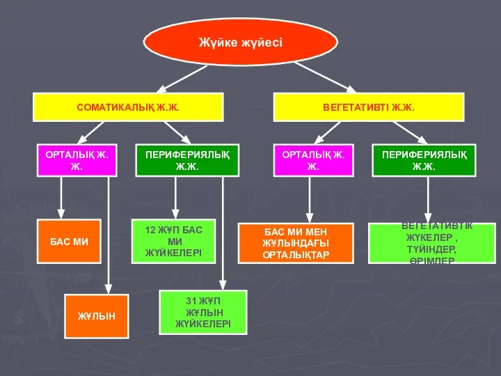 Жүйке жүйесі СОМАТИКАЛЫҚ Ж.Ж. ВЕГЕТАТИВТІ Ж.Ж. ОРТАЛЫҚ Ж.Ж. ПЕРИФЕРИЯЛЫҚ Ж.Ж. ОРТАЛЫҚ
