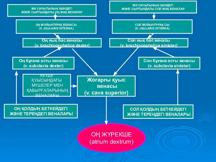 МИ САУЫТЫНЫҢ ІШІНДЕГІ ЖӘНЕ СЫРТЫНДАҒЫ ОҢ ЖАҚ ВЕНАЛАР МИ САУЫТЫНЫҢ ІШІНДЕГІ