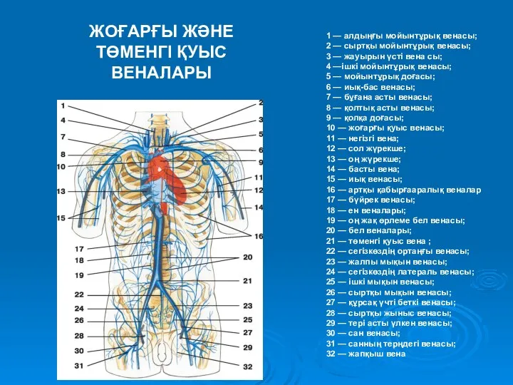 1 — алдыңғы мойынтұрық венасы; 2 — сыртқы мойынтұрық венасы; 3