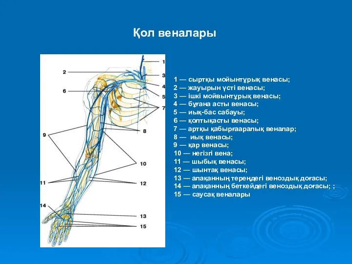 1 — сыртқы мойынтұрық венасы; 2 — жауырын үсті венасы; 3