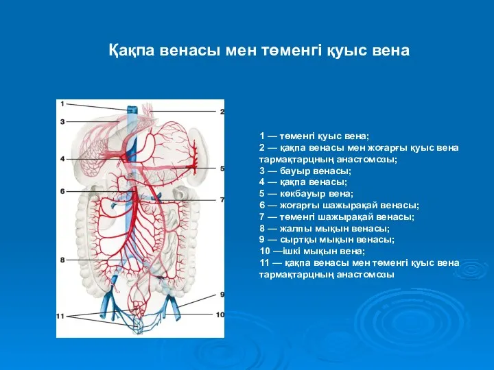 1 — төменгі қуыс вена; 2 — қақпа венасы мен жоғарғы