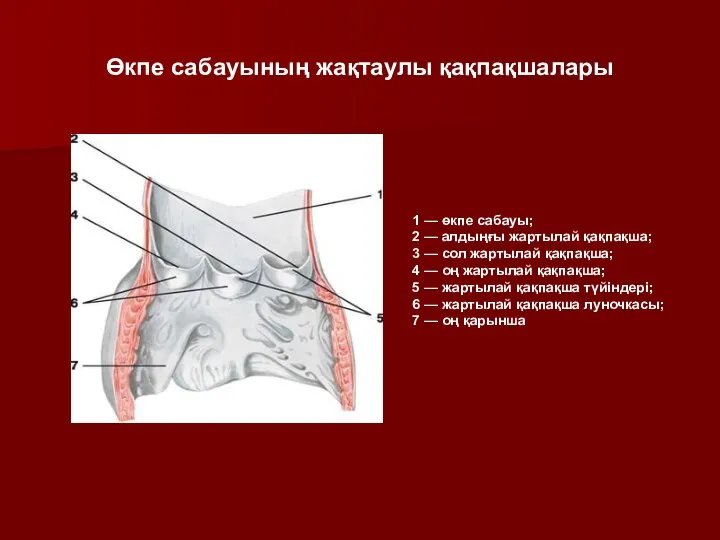 1 — өкпе сабауы; 2 — алдыңғы жартылай қақпақша; 3 —