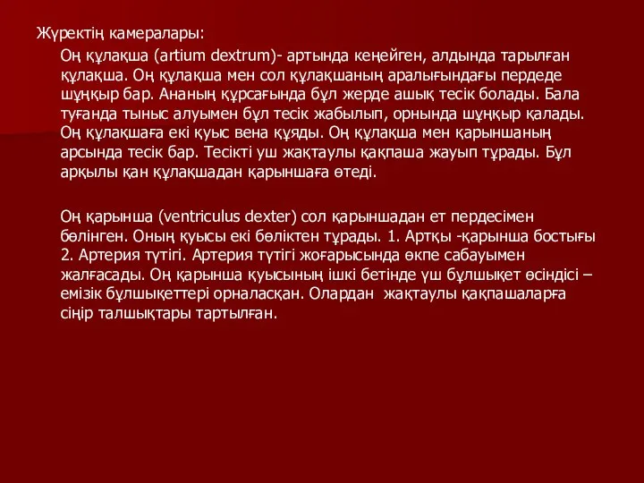 Жүректің камералары: Оң құлақша (artium dextrum)- артында кеңейген, алдында тарылған құлақша.