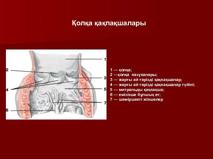 1 — қолқа; 2 —қолқа пазухалары; 3 — жарты ай тәрізді