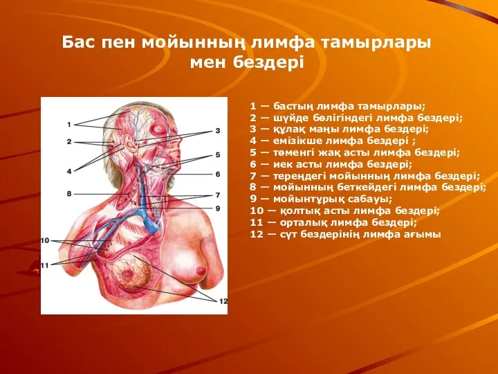 1 — бастың лимфа тамырлары; 2 — шүйде бөлігіндегі лимфа бездері;