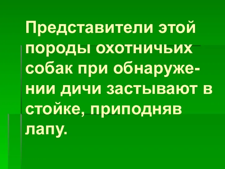 Представители этой породы охотничьих собак при обнаруже-нии дичи застывают в стойке, приподняв лапу.