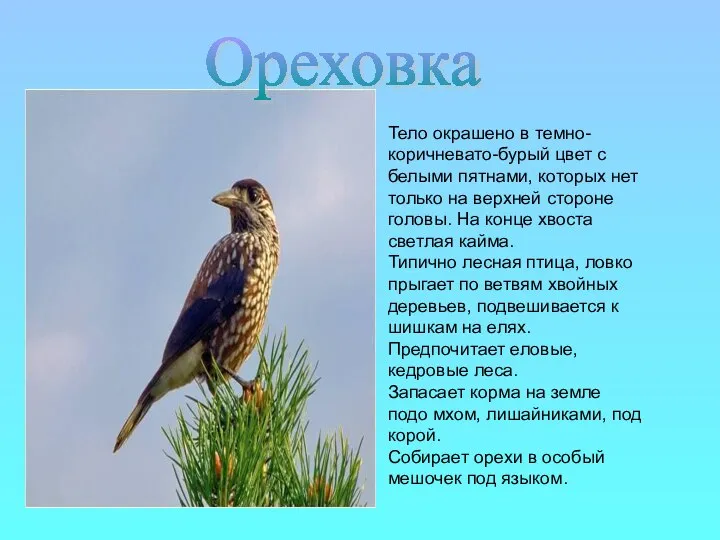 Тело окрашено в темно-коричневато-бурый цвет с белыми пятнами, которых нет только