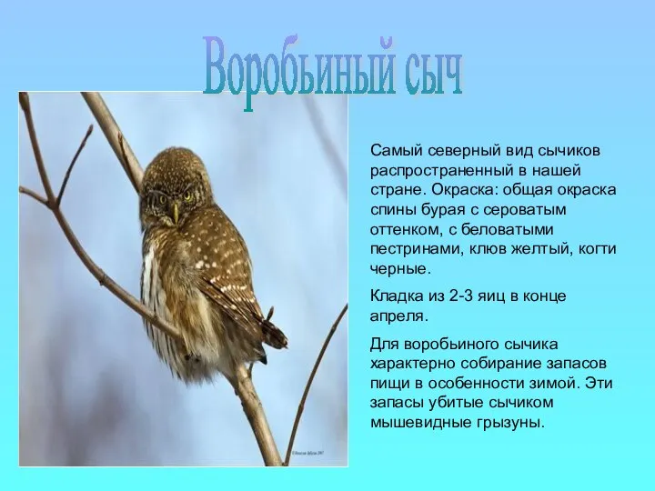 Самый северный вид сычиков распространенный в нашей стране. Окраска: общая окраска