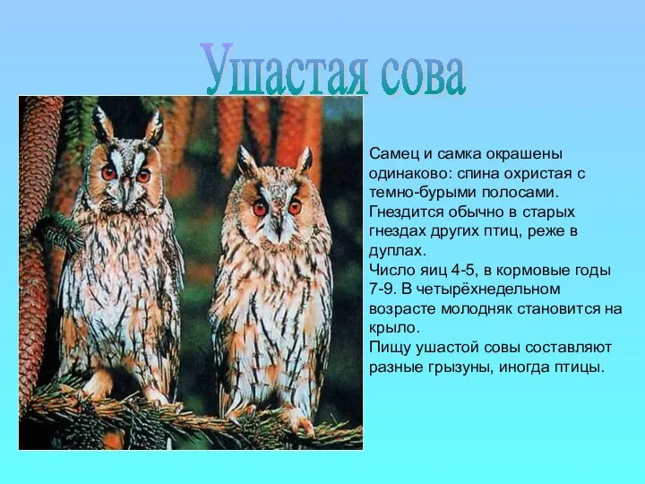 Самец и самка окрашены одинаково: спина охристая с темно-бурыми полосами. Гнездится