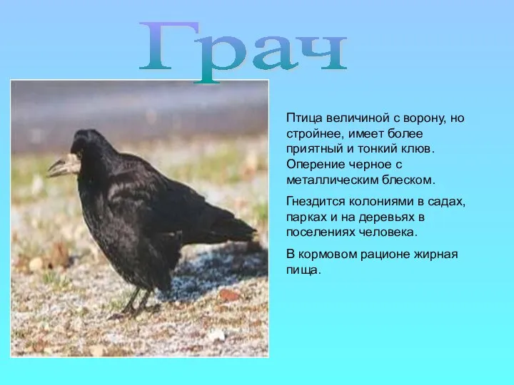 Птица величиной с ворону, но стройнее, имеет более приятный и тонкий