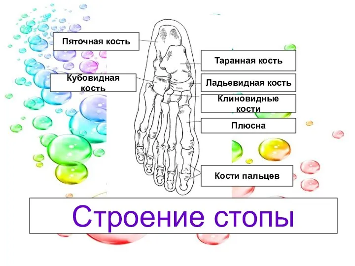 Таранная кость Ладьевидная кость Клиновидные кости Плюсна Кости пальцев Кубовидная кость Пяточная кость Строение стопы