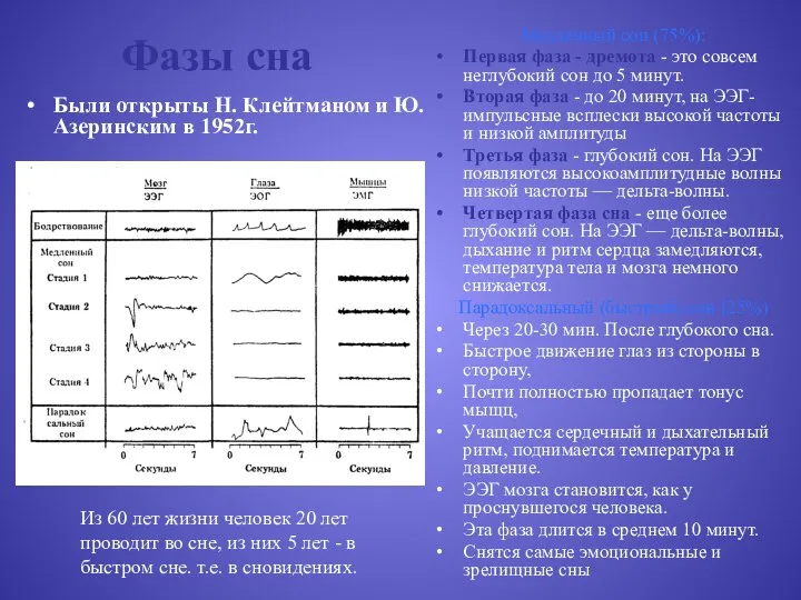 Фазы сна Были открыты Н. Клейтманом и Ю. Азеринским в 1952г.