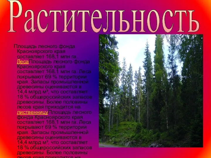 Площадь лесного фонда Красноярского края составляет 168,1 млн га. ЛесаПлощадь лесного