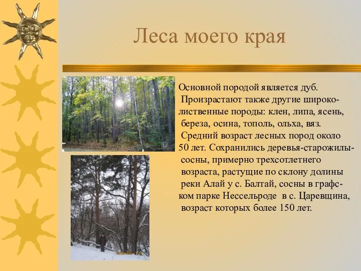 Леса моего края Основной породой является дуб. Произрастают также другие широко-