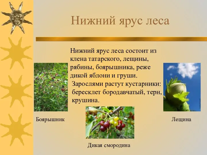 Нижний ярус леса Нижний ярус леса состоит из клена татарского, лещины,
