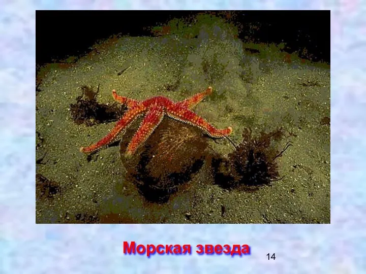 Морская звезда