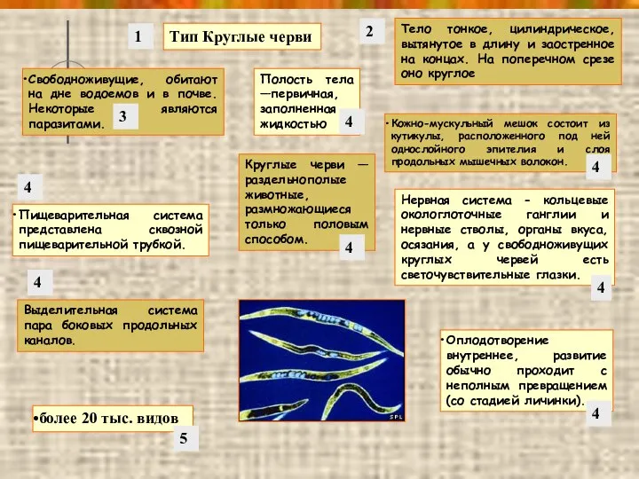 Тип Круглые черви более 20 тыс. видов Свободноживущие, обитают на дне