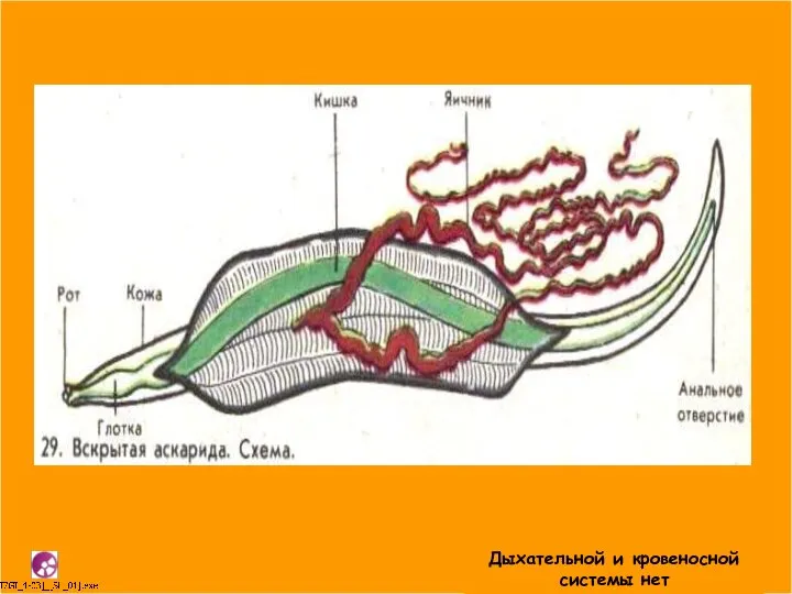 Строение круглых червей Кожно-мускульный мешок состоит из наружной многослойной кутикулы, расположенного