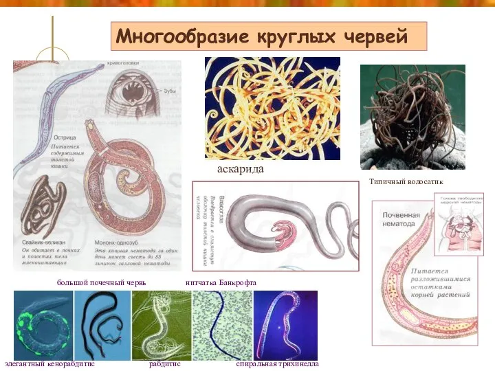 Многообразие круглых червей аскарида спиральная трихинелла элегантный кенорабдитис большой почечный червь рабдитис нитчатка Банкрофта Типичный волосатик