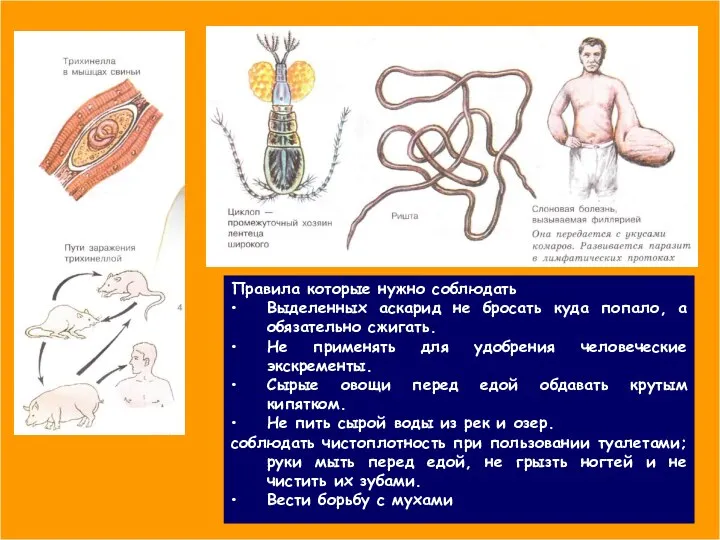 Правила которые нужно соблюдать Выделенных аскарид не бросать куда попало, а
